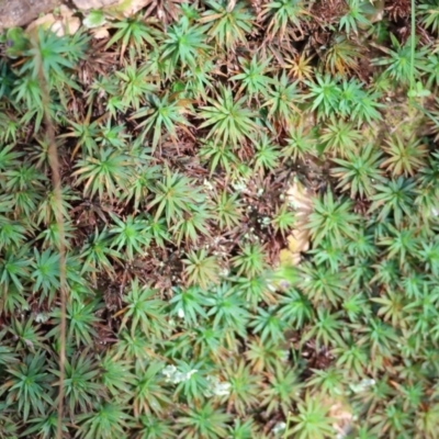 Polytrichaceae sp. (family) (A moss) at West Wodonga, VIC - 7 Sep 2024 by KylieWaldon