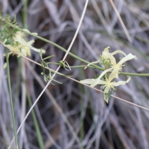 Clematis leptophylla at Acton, ACT - 7 Sep 2024 04:47 PM