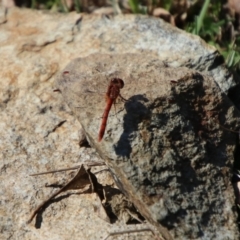 Diplacodes bipunctata (Wandering Percher) at Captains Flat, NSW - 8 Sep 2024 by Csteele4