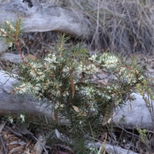 Hakea decurrens subsp. decurrens at Acton, ACT - 7 Sep 2024 04:56 PM