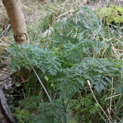 Conium maculatum (Hemlock) at Acton, ACT - 7 Sep 2024 by Clarel