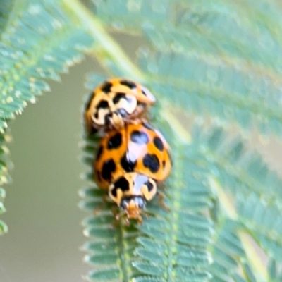 Harmonia conformis (Common Spotted Ladybird) at Surf Beach, NSW - 8 Sep 2024 by Hejor1