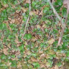 Lunularia cruciata (A thallose liverwort) at West Wodonga, VIC - 8 Sep 2024 by KylieWaldon