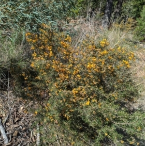 Dillwynia sieberi at Canberra Airport, ACT - 8 Sep 2024 01:57 PM