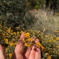 Dillwynia sieberi at Canberra Airport, ACT - 8 Sep 2024