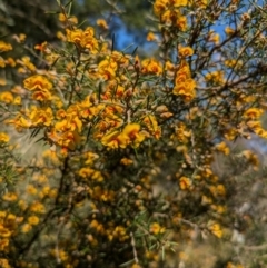 Dillwynia sieberi at Canberra Airport, ACT - 8 Sep 2024 01:57 PM