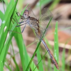 Diplacodes bipunctata (Wandering Percher) at West Wodonga, VIC - 8 Sep 2024 by KylieWaldon