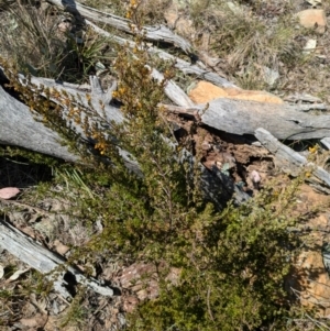 Pultenaea microphylla at Canberra Airport, ACT - 8 Sep 2024 01:36 PM