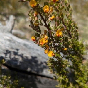 Pultenaea microphylla at Canberra Airport, ACT - 8 Sep 2024 01:36 PM