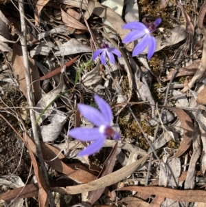 Cyanicula caerulea at Aranda, ACT - suppressed