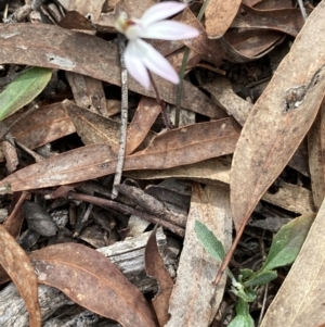 Caladenia fuscata at Aranda, ACT - suppressed