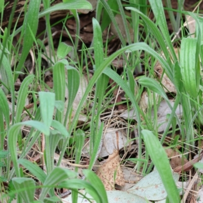 Plantago varia (Native Plaintain) at West Wodonga, VIC - 8 Sep 2024 by KylieWaldon