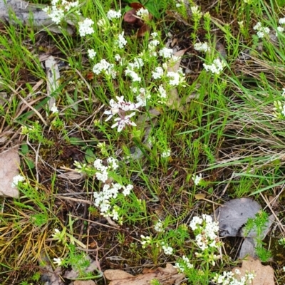 Asperula conferta (Common Woodruff) at Lyneham, ACT - 16 Oct 2022 by MPhillips