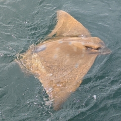 Unverified Shark / Ray at Batemans Bay, NSW - 8 Sep 2024 by HelenCross