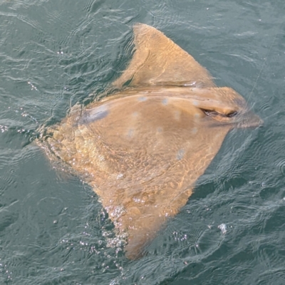 Unverified Shark / Ray at Batemans Bay, NSW - 8 Sep 2024 by HelenCross