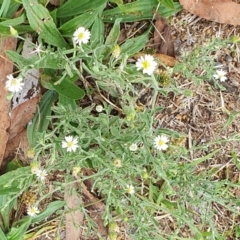 Vittadinia cuneata (Fuzzweed, New Holland Daisy) at Lyneham, ACT - 31 Dec 2023 by MPhillips