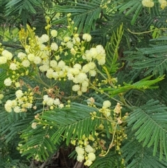 Acacia mearnsii (Black Wattle) at Lyneham, ACT - 17 Nov 2022 by MPhillips