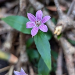 Schelhammera undulata (Lilac Lily) at Kioloa, NSW - 8 Sep 2024 by HelenCross