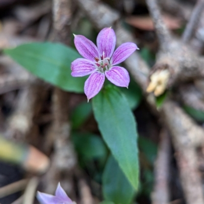 Schelhammera undulata (Lilac Lily) at Kioloa, NSW - 8 Sep 2024 by HelenCross