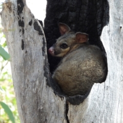 Trichosurus vulpecula (Common Brushtail Possum) at Kambah, ACT - 8 Sep 2024 by LinePerrins