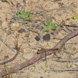 Diplacodes bipunctata at Kambah, ACT - 8 Sep 2024