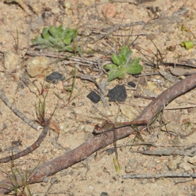 Diplacodes bipunctata (Wandering Percher) at Kambah, ACT - 8 Sep 2024 by LinePerrins