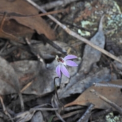 Caladenia fuscata (Dusky Fingers) at Kambah, ACT - 8 Sep 2024 by LinePerrins