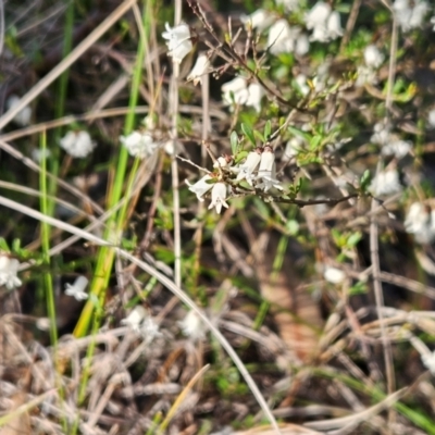 Cryptandra amara (Bitter Cryptandra) at Hawker, ACT - 8 Sep 2024 by sangio7