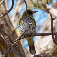 Oriolus sagittatus (Olive-backed Oriole) at Chisholm, ACT - 5 Sep 2024 by RomanSoroka