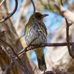 Oriolus sagittatus at Chisholm, ACT - 6 Sep 2024