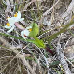 Wurmbea dioica subsp. dioica (Early Nancy) at Denman Prospect, ACT - 8 Sep 2024 by Jennybach