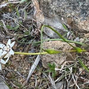 Wurmbea dioica subsp. dioica at Denman Prospect, ACT - 8 Sep 2024 03:25 PM