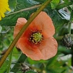 Papaver dubium (Longhead Poppy) at Goulburn, NSW - 8 Sep 2024 by trevorpreston