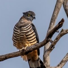 Aviceda subcristata (Pacific Baza) at Boompa, QLD - 29 Jun 2024 by Petesteamer