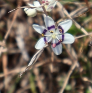 Wurmbea dioica subsp. dioica at Throsby, ACT - 8 Sep 2024 10:11 AM