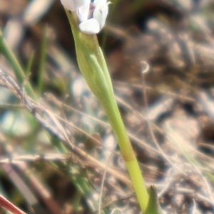 Wurmbea dioica subsp. dioica at Throsby, ACT - 8 Sep 2024 10:11 AM