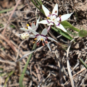 Wurmbea dioica subsp. dioica at Throsby, ACT - 8 Sep 2024 10:11 AM