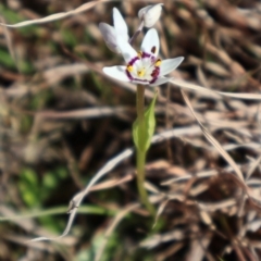 Wurmbea dioica subsp. dioica at Throsby, ACT - 8 Sep 2024 10:11 AM