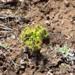 Drosera sp. at Throsby, ACT - 8 Sep 2024 10:12 AM