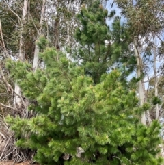 Pinus radiata (Monterey or Radiata Pine) at Denman Prospect, ACT - 8 Sep 2024 by Jennybach