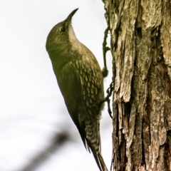 Cormobates leucophaea (White-throated Treecreeper) at Boompa, QLD - 29 Jun 2024 by Petesteamer