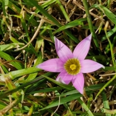 Romulea rosea var. australis (Onion Grass) at Goulburn, NSW - 8 Sep 2024 by trevorpreston