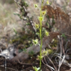 Drosera auriculata (Tall Sundew) at Forde, ACT - 8 Sep 2024 by Clarel