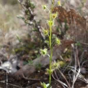 Drosera auriculata at Forde, ACT - 8 Sep 2024