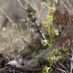 Drosera auriculata at Forde, ACT - 8 Sep 2024