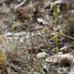 Drosera auriculata at Forde, ACT - 8 Sep 2024