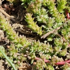 Crassula sieberiana (Austral Stonecrop) at Goulburn, NSW - 8 Sep 2024 by trevorpreston