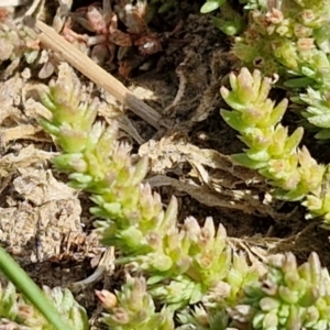 Crassula sieberiana at Goulburn, NSW - 8 Sep 2024 11:06 AM