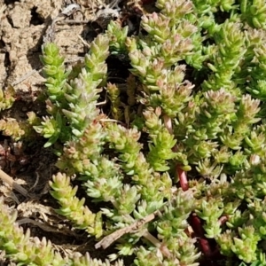 Crassula sieberiana at Goulburn, NSW - 8 Sep 2024 11:06 AM