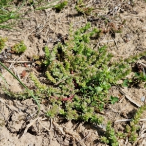 Crassula sieberiana at Goulburn, NSW - 8 Sep 2024 11:06 AM